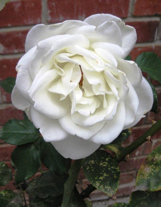 2142 Ellen Ave White Rose Bush